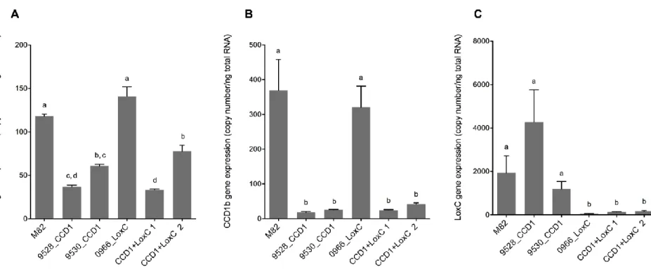 Figure 2.1. Expression of SlCCD1 and TomloxC in the transgenic lines. SlCCD1a (A), SlCCD1b (B) and TomloxC (C) transcript levels in ripe  fruits of the control line M82 and the transgenic lines for SlCCD1 (9528_CCD1, 9530_CCD1) and TomloxC (0966_LoxC) (n=4