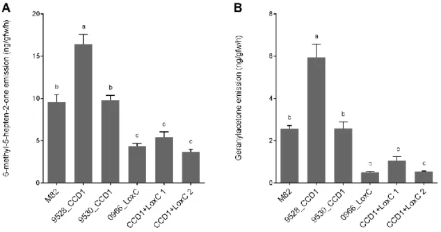 Figure 2.2. Apocarotenoid volatiles emission from the fruit of the transgenic lines. Emission  of the apocarotenoid volatiles 6-methyl-5-hepten-2-one (A) and geranylacetone (B) in the ripe fruits  of the control line M82, the transgenic lines for SlCCD1 (9