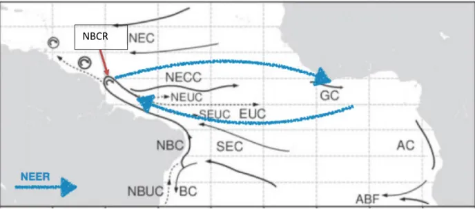 Figure 2.4 Les principaux courants du système atlantique tropical. Les courants représentés sont les  suivants : courant nord équatorial (NEC), courant sud équatorial (SEC), contre-courant nord  équatorial (NECC), rétroflexion du courant nord du Brésil (NB