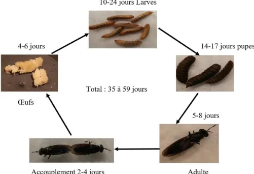 Figure 2: Cycle de vie des mouches soldats noires (photos par Mahamoudou Koné). 