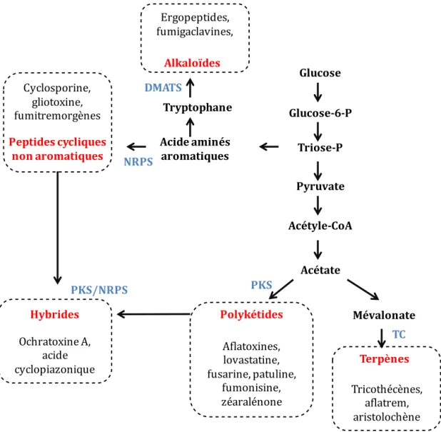 Figure 1.  Les différentes voies métaboliques des mycotoxines