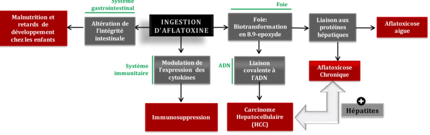 Figure 3. Différents niveaux physiologiques de la toxicité de l'AFB1 