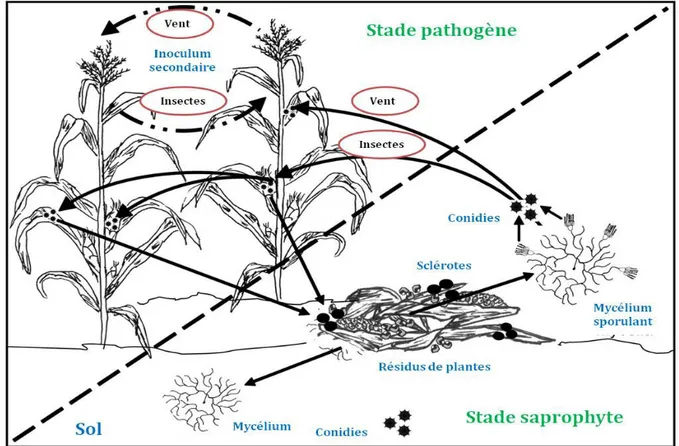 Figure 4 Cycle infectieux d'A. flavus, saprophyte du sol, sur des cultures de maïs  Schéma adapté et modifié de Abbas et al, 2009