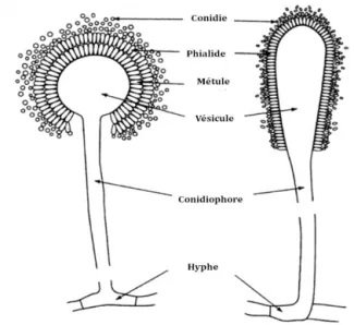 Figure 5. Structure typique d'un Aspergillus bisérié (à gauche) et unisérié (à droite) 