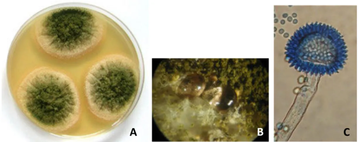 Figure 6.  Colonies d’A. parasiticus sur MEA après 5 jours de culture à 27°C. A. Aspect 
