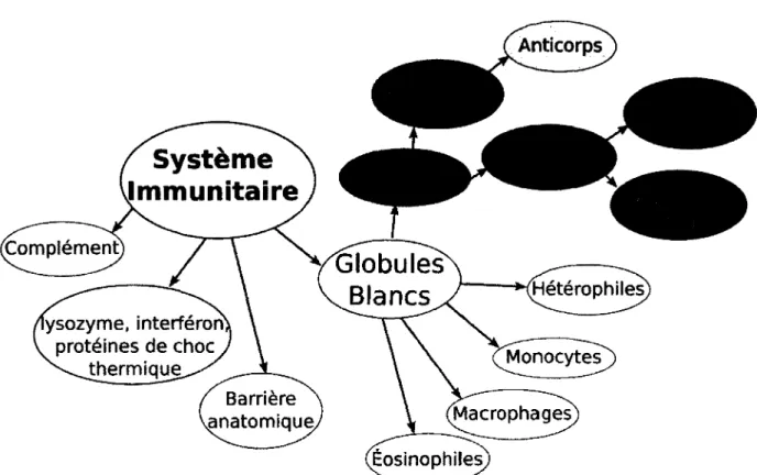 Figure  1.1.  Différentes  composantes  du  système  immunitaire  des  mammifères  et  des  oiseaux