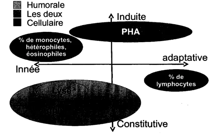 Figure  1.3.  Caractérisation  des  différents  indices  de  la  capacité  immunitaire  utilisés  dans  cette  étude  selon  les  trois  axes  de  caractérisation  du  système  immunitaire