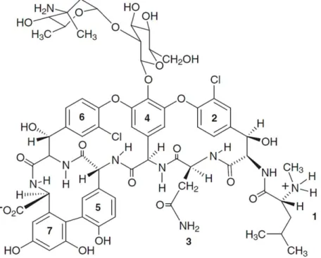 Figure  1.3.  Représentation  schématique  de  la  vancomycine  et  de  ses  sept  acides  aminés