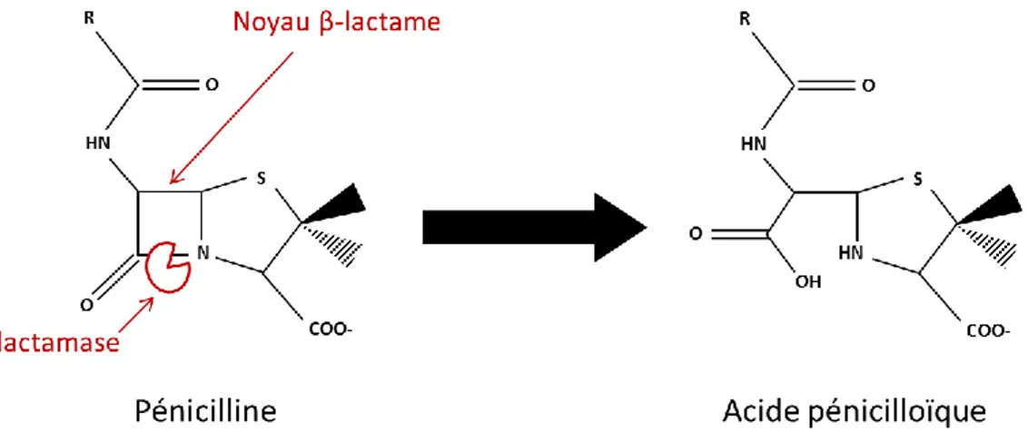 Figure 1.4. Représentation schématique de l’inactivation enzymatique de la pénicilline  (β-lactamine)  par  une  β-lactamase  qui  vient  hydrolyser  le  noyau  β-lactame  de  l’antibiotique