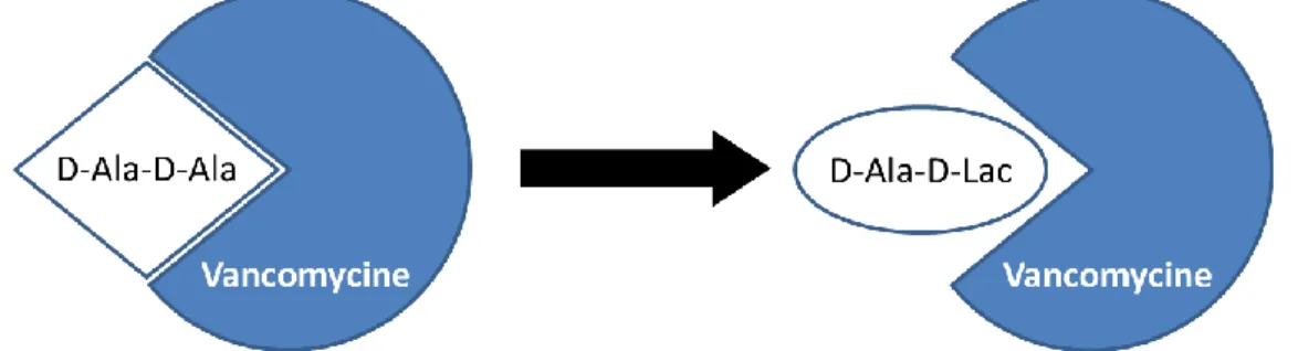 Figure  1.5.  Représentation  schématique  de  la  diminution  de  l’affinité  envers  la  vancomycine  par  l’incorporation  du  dipeptide  D-Ala-D-Lac