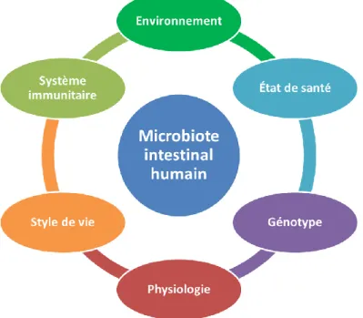 Figure  1.7.  Facteurs  influençant  le  microbiote  intestinal  humain.  Figure  adaptée  de  Turnbaugh et al., 2007