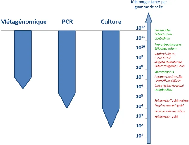 Figure 1.9. Profondeur de détection des microorganismes dans 1 gramme de selle par  les  méthodes  de  métagénomique,  de  PCR  et  de  culture