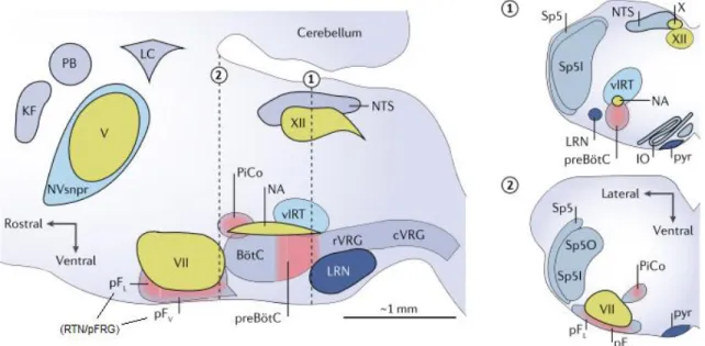 Figure  10.  Noyaux  et  groupes  respiratoires  du  tronc  cérébral  impliqués  dans  la  génération  et  régulation  du  rythme  respiratoire