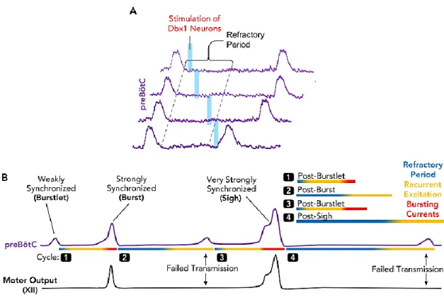 Figure 12.  Interactions entre la synchronisation, la décharge et la période réfractaire  des cellules du préBötC