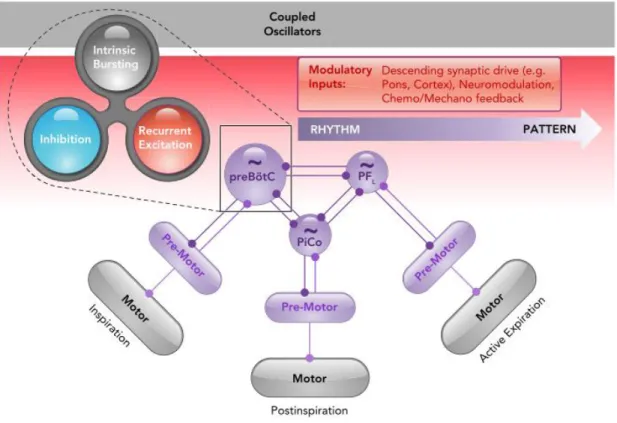 Figure 13. Vision contemporaine de l’origine du rythme respiratoire. Hypothèse du triple  oscillateur où chaque microcircuit dirige sa propre phase respiratoire