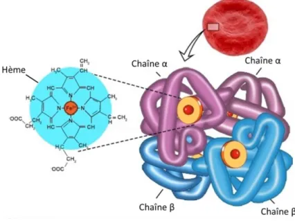 Figure 1 – Schématisation de l’hémoglobine. Une molécule d’Hb se compose de  deux  chaînes  α  et  de  deux  chaînes  β  portant  chacune  un  groupement  hème