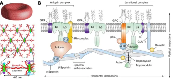 Figure  3  –  Structure  du  cytosquelette  et  de  la  membrane  cellulaire  d’un  GR