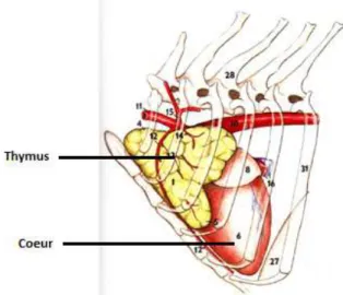 Figure 11 : schéma de thymus