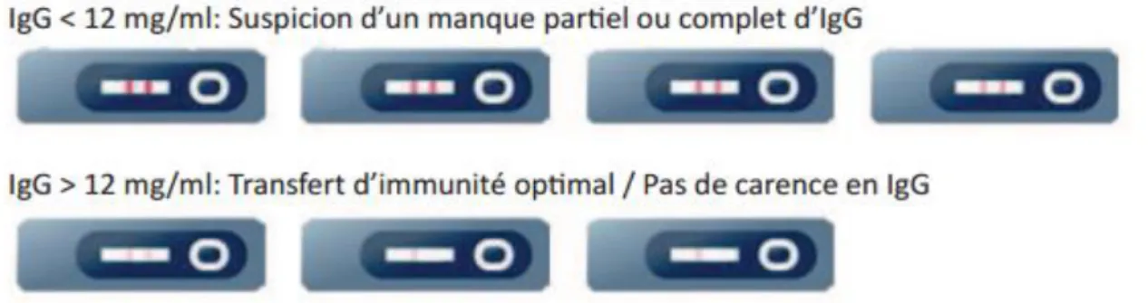 Figure 7 : Méthode de lecture du test semi-quantitatif BOVI-G (http://www.kitvia.com) 