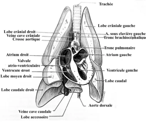 Figure 8 Bloc cœur – poumon chez le furet (D’après FOX J.G., 2014) 