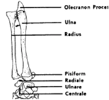 Figure 12 : Radius – ulna de Saurien  (34) 