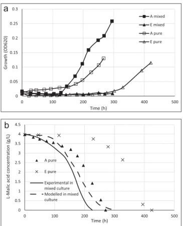 Fig. 4. Experimental values (dotted lines) for growth (4a) and consumption of L -malic acid (4b) by O