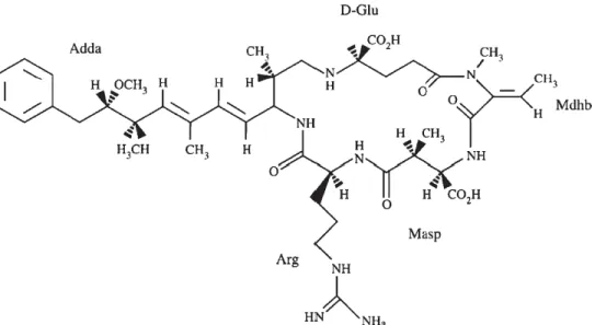 Figure 2.2 Structure chimique de la nodularine  Tirée de Funari and Testai, 2008, p.103 