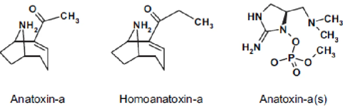 Figure 2.4 Structure chimique de l'ATX-a, de l'homoATX-a et de l'ATX-a (s)  Tirée de Aráoz et al., 2010, p.815 