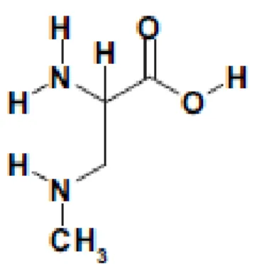 Figure 2.6 Structure chimique de la β-N-méthylamino-L-alanine  Tirée de Aráoz et al., 2010, p.815 