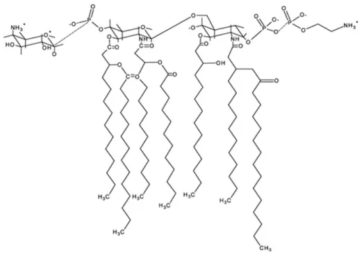 Figure 2.7 Struture chimique des lipopolysaccharides  Tirée de Funari and Testai, 2008, p.107 