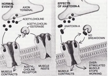 Figure 5.1 Mécanisme d'action de l'anatoxine-a  Tirée de Carmichael, 1994, p.82 