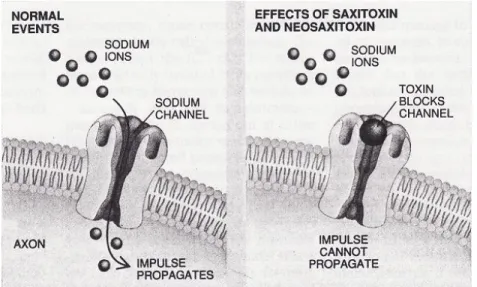 Figure 5.3 Mécanisme d'action de la saxitoxine et de la néo-saxitoxine  Tirée de Carmichael, 1994, p.82 