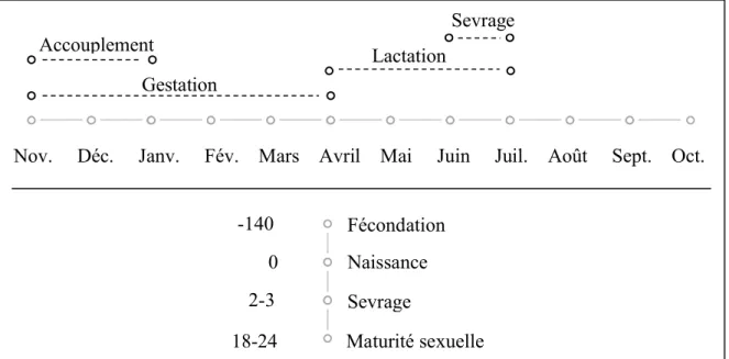 Figure 6 : Cycle de reproduction des Pteropus au Cambdoge 