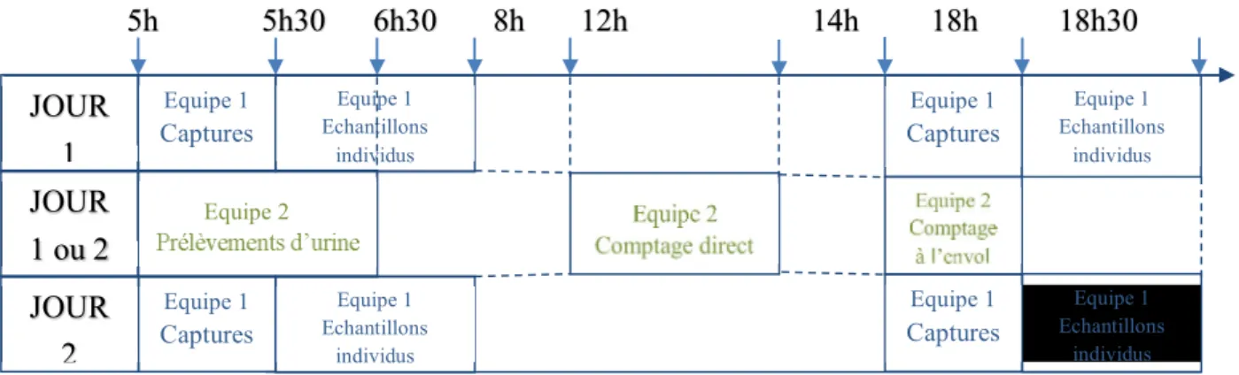 Figure 12 : Organisation des deux journées sur le terrain 