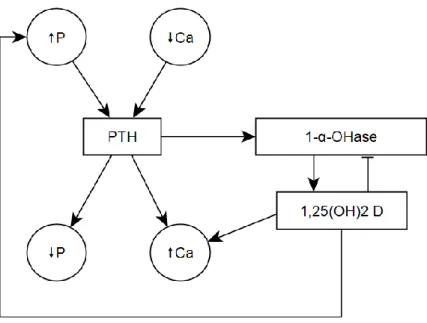 Fig. 1.1 Métabolisme du calcium, du phosphore et du calcitriol 