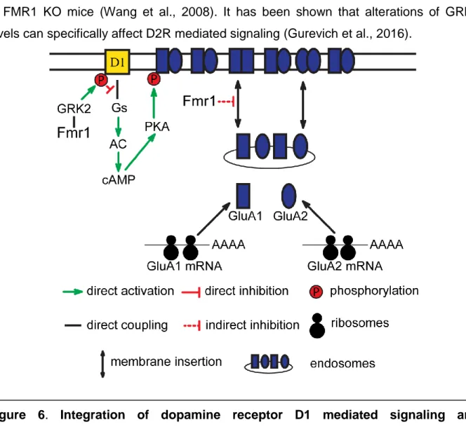 Figure  6.  Integration  of  dopamine  receptor  D1  mediated  signaling  and  glutamatergic neurotransmission by FMR1 