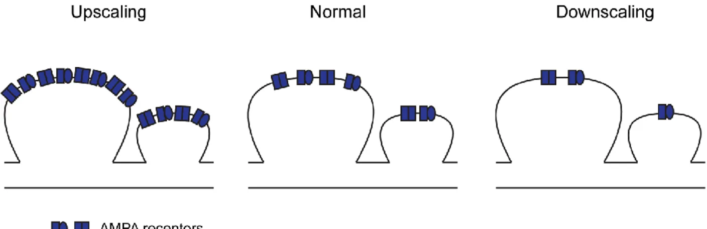 Figure  7.  Homeostatic  synaptic  scaling  of  the  excitatory  postsynaptic  compartment
