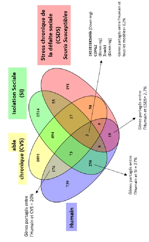 Figure 7 : Diagramme de Venn présentant les gènes associés à la dépression et partagés entre l’humain (Région NAc) et les différents  modèles animaux avec CSDSpour les sourisSusceptibles