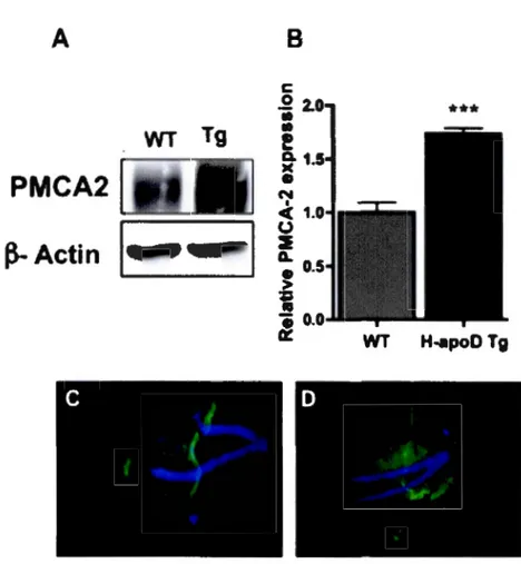 Figure 2.5  A  B  c  .2  2.0  ••• IO  Tg  IO  WT  e  e- 1 .5  PMCA2  N  ..  c(  •  1 .0  CJ  ~  ~-Actin  ~  .