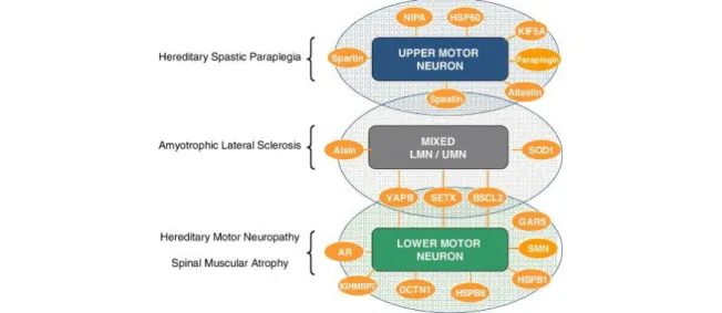 Figure 1 Spectre des gènes impliqués entre les maladies affectant les neurones moteurs