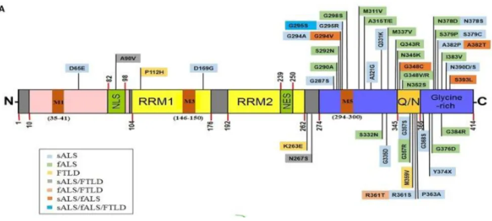 Figure  2  Représentation  schématique  des  domaines  de  TDP-43  et  des  mutations  rattachées