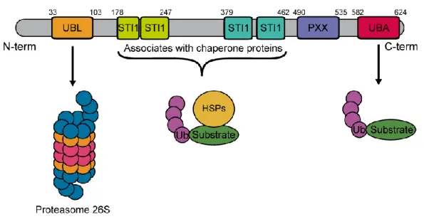 Figure  4  Représentation  schématique  des  domaines  d’UBQLN2. Le  gène  UBQLN2  possède  un  domaine  ubiquitin-like  (UBL)  sur  le  segment  N-terminal  qui  interagit  avec  le  protéasome  et  un  domaine  ubiquitin-associated (UBA) sur le segment C