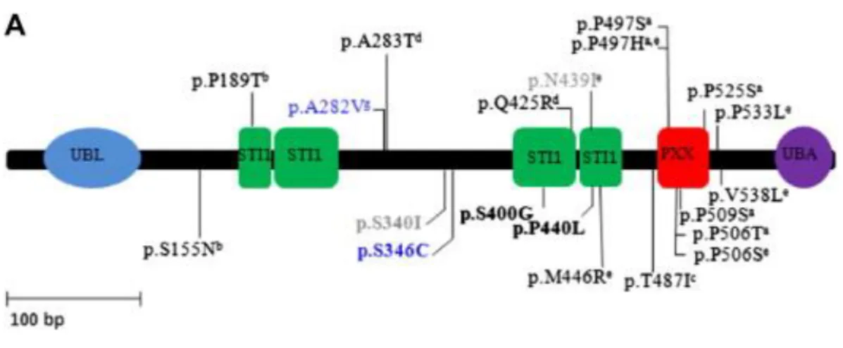 Figure 7 Les domaines d’UBQLN2 avec les différentes mutations observées sur chacun des sites