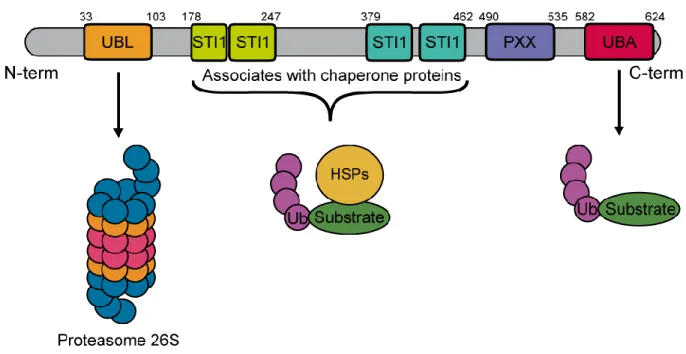 Figure 11 Schematic representation of the domain architecture of the human Ubiquilin- Ubiquilin-2 gene