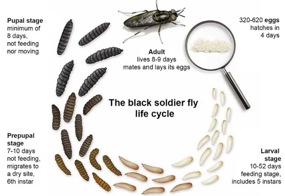 Figure 1.1 Life cycle of the black soldier fly (adapted from: http://uniquebiotechnology.com/)