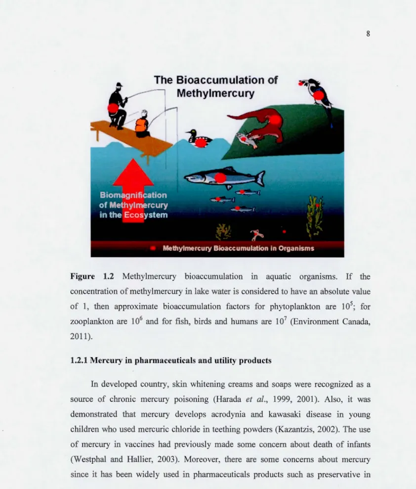 Figure  1.2  Methylmercury  bioaccumulation  in  aquatic  organisms.  If  the  concentration of methylmercury in lake water is  considered to  have  an  absolute value  of  1 ,  th en  approximate  bioaccumulation  factors  for  phytoplankton  are  1 0 5 ;