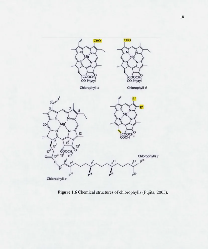 Figure 1.6 Chemical structures of chlorophylls (Fujita, 2005). 