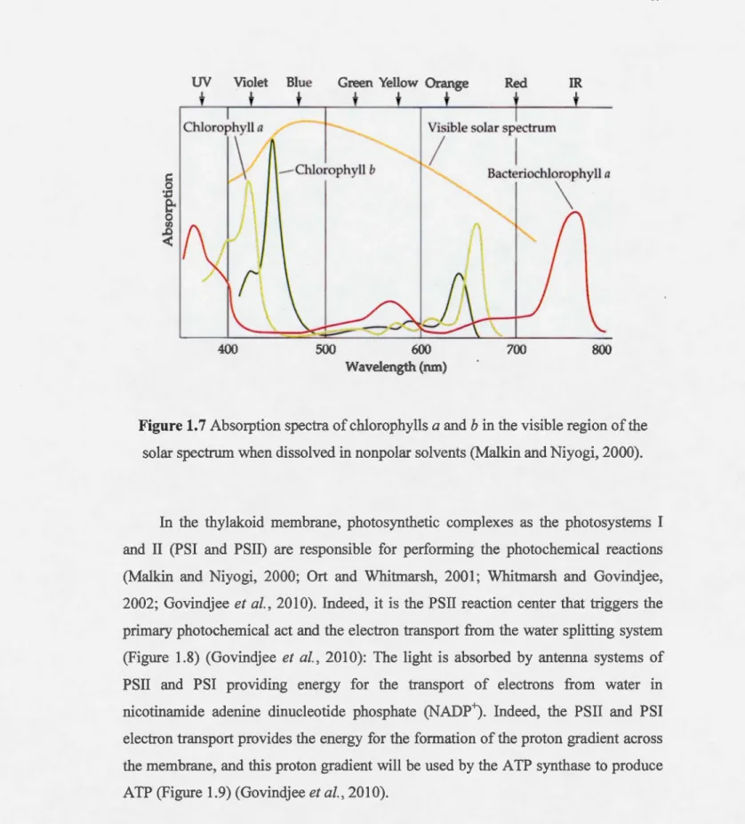 Figure  1.7 Absorption spectra of chlorophylls a and b in the visible region of the  solar spectrum when dissolved in nonpolar solvents (Malkin and Niyogi , 2000)