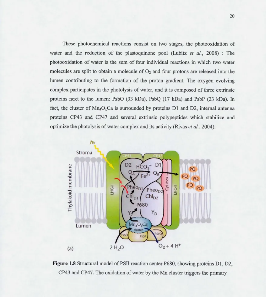 Figure 1.8  Structural model of PSII reaction center P680, showing proteins D 1, D2 ,  CP43  and CP47