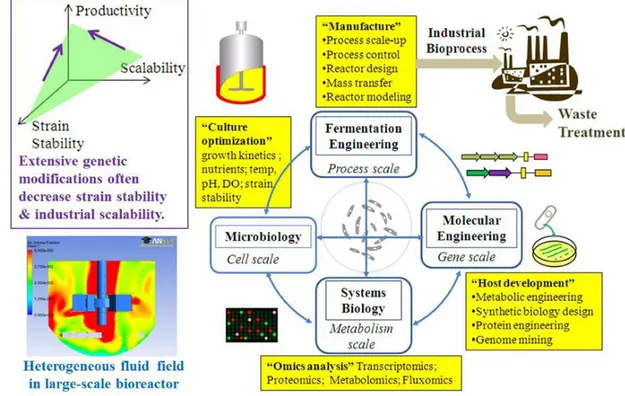 Figure 1.1  The  design-engineering-analysis  cycle  for  scale-up  of  bio-fuel  fermentation (Hollinshead and Tang, 2014)